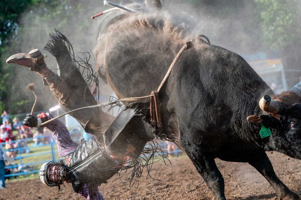 A man getting thrown off a rampaging bull
