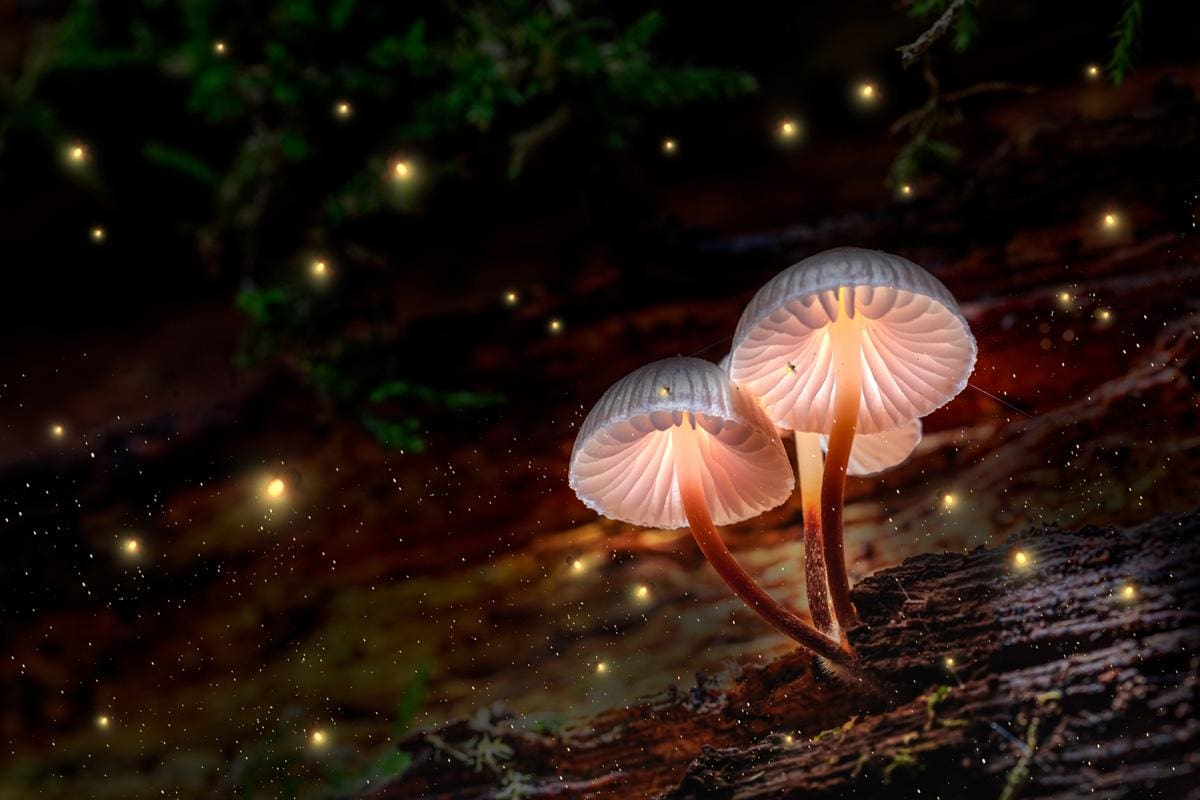 Glow in the Dark Houseplants are Now a Thing The Quick Report