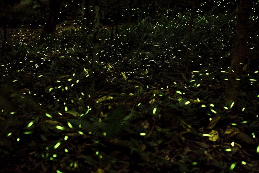 Glow in the Dark Houseplants are Now a Thing The Quick Report