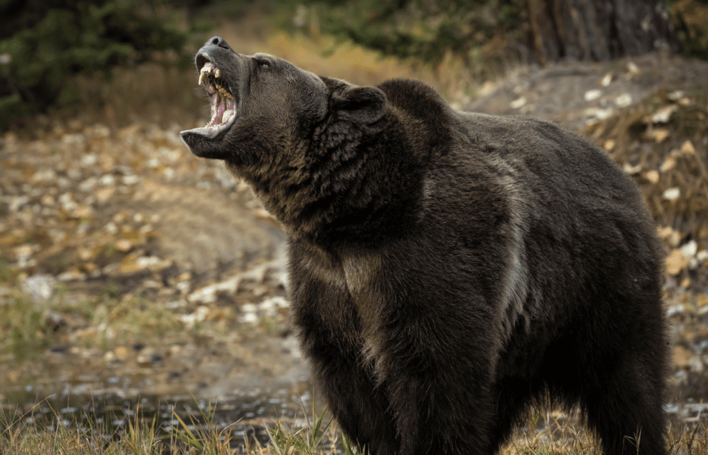 Grizzly Bear - Adobe Stock