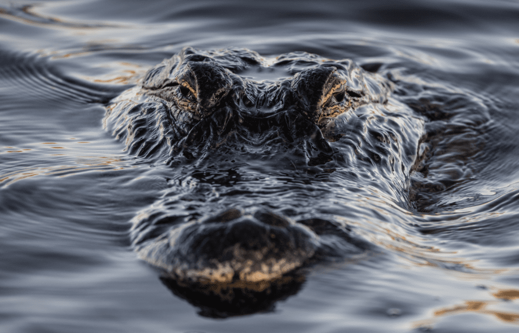 American Alligator - Adobe Stock