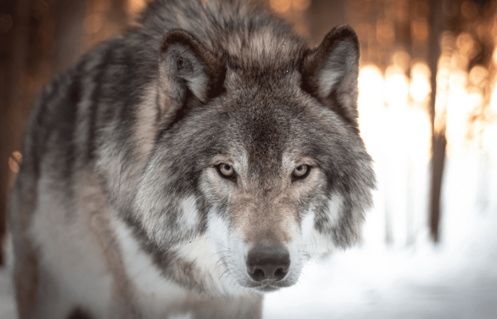 Gray Wolf - Adobe Stock