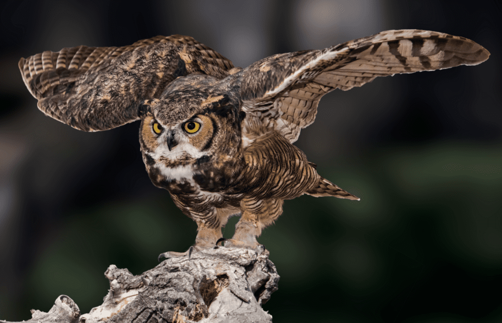Great Horned Owl - Adobe Stock