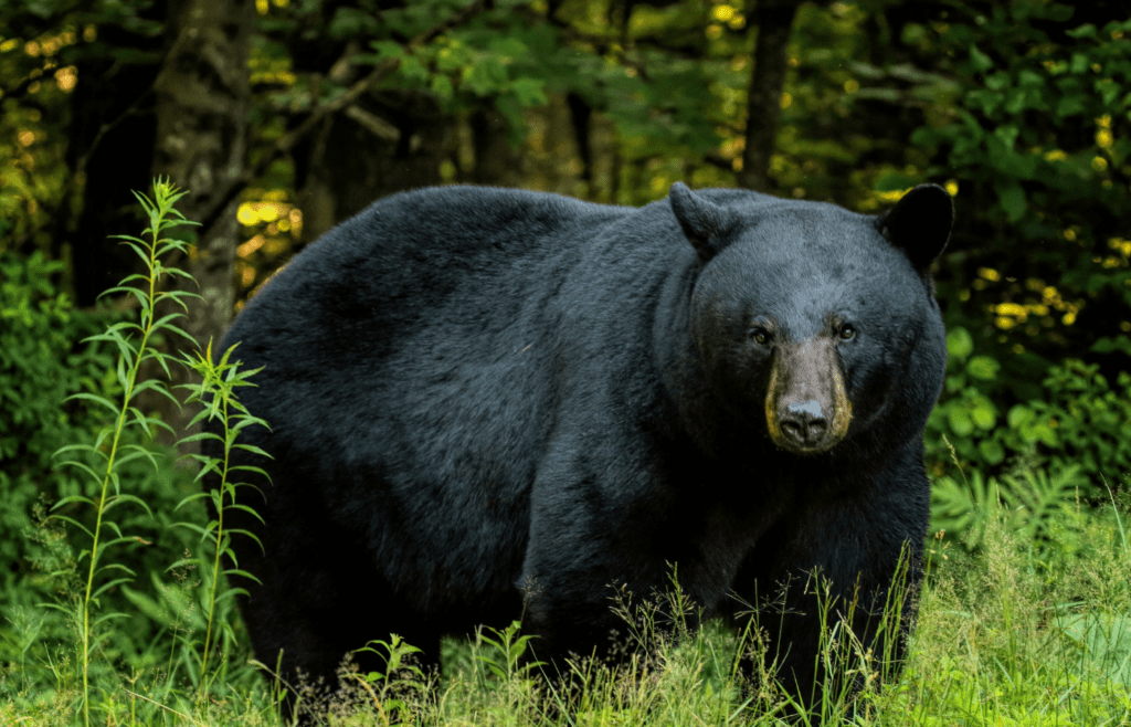 Black Bear - Adobe Stock