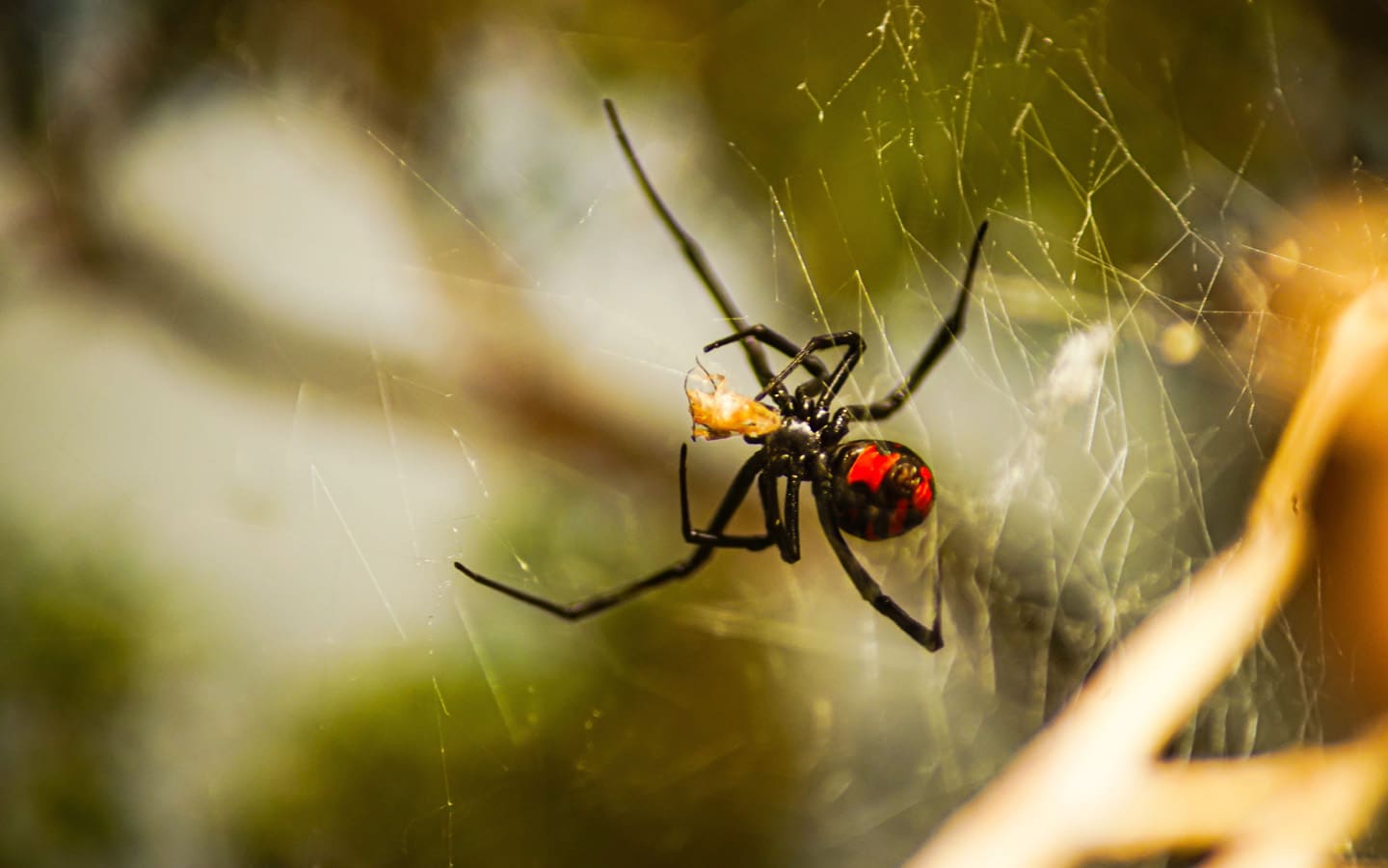 black widow spider
