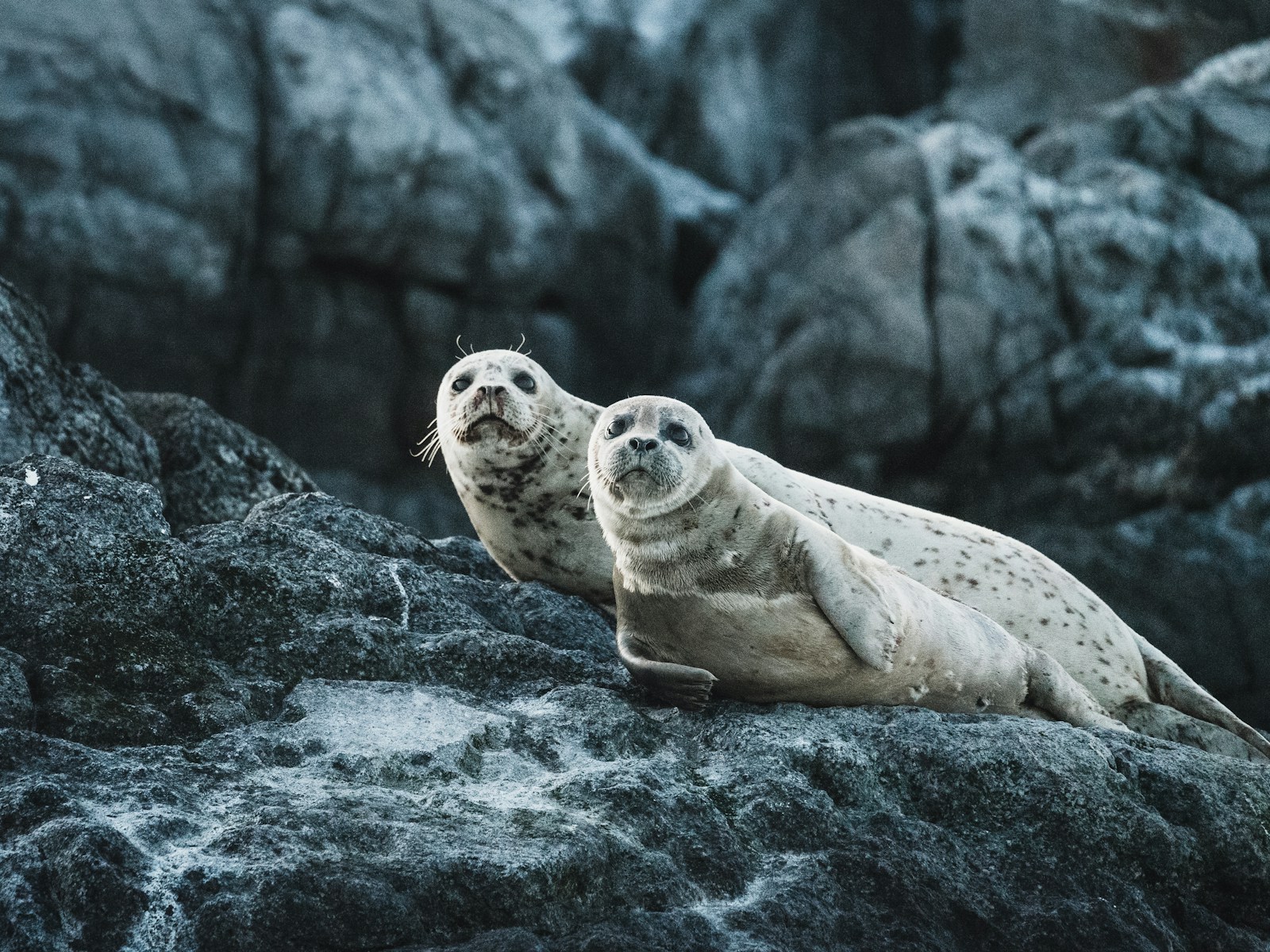 photo of seals
