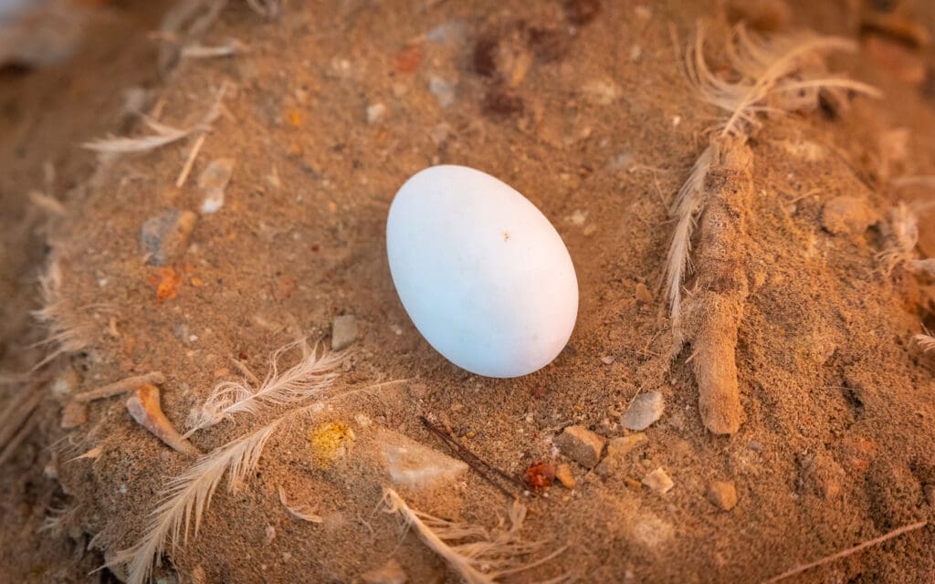 Bird Egg