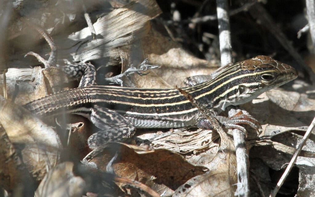 New Mexico Whiptail