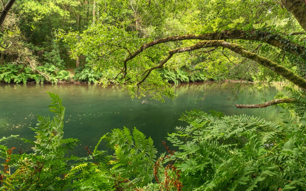 green water in jungle setting