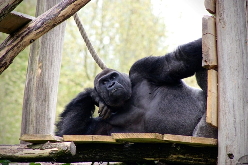 black gorilla lying on wooden surface