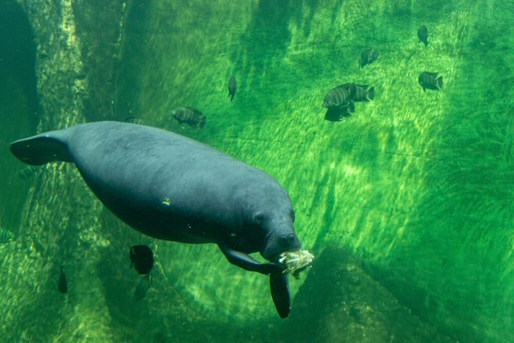 a Manatee swimming in the water