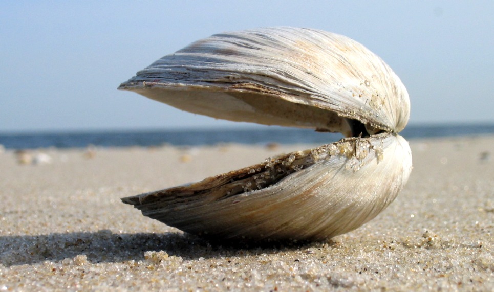 Clams on Sandy Hook beaches - 