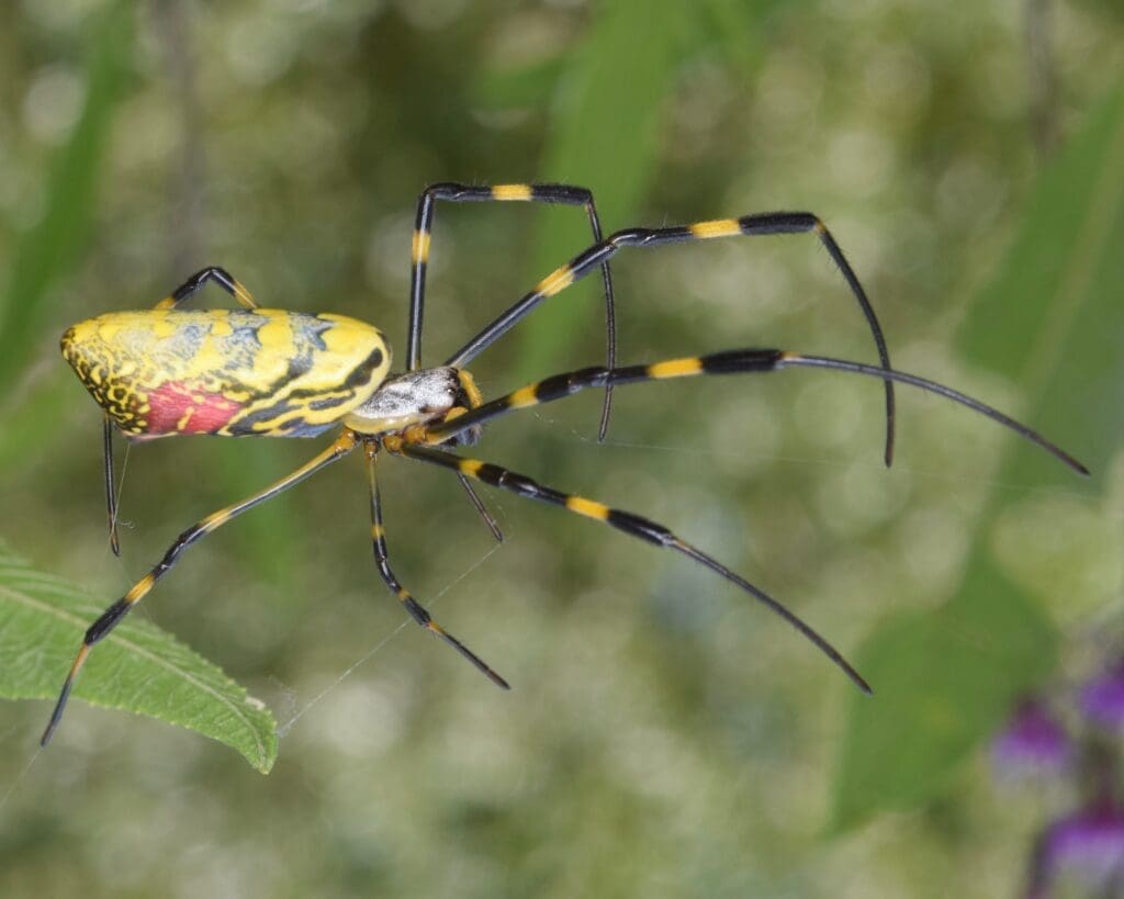 Joro Spider - Trichonephila clavata (50564813031)