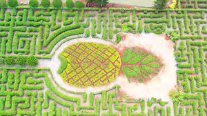 Pineapple Maze