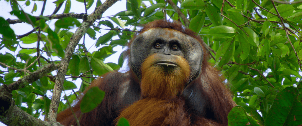 A screenshot from Secret Lives of Orangutans
