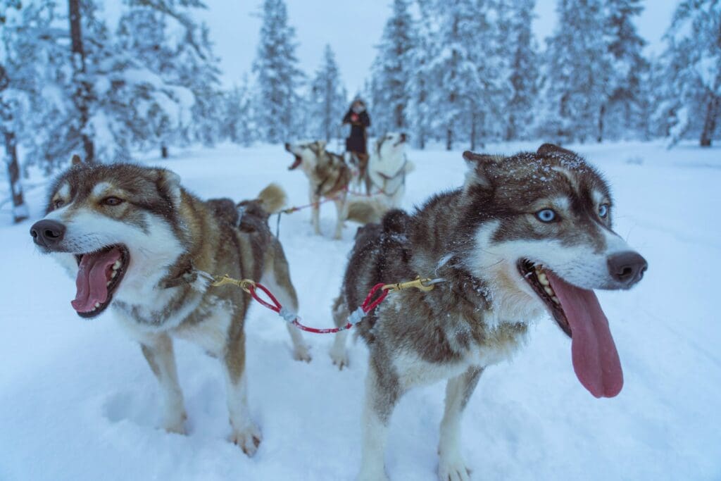 brown and white Siberian huskies on snowy field