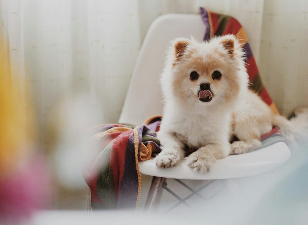 Pomeranian lying on chair