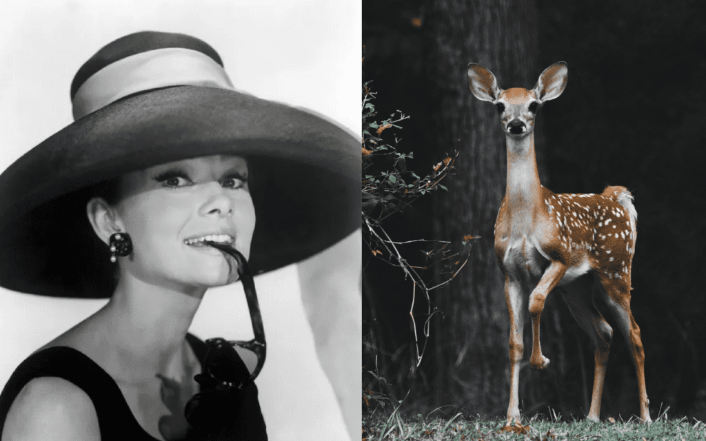 Audrey Hepburn and Deer