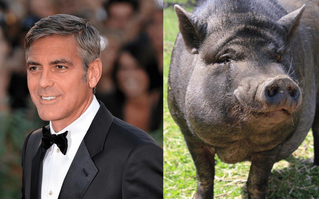 George Clooney and pig
