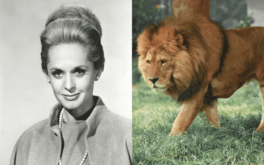 Tippi Hedren: Lion