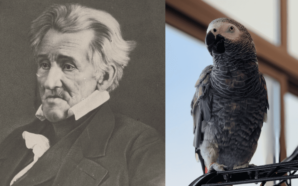 andrew jackson and African Gray Parrot
