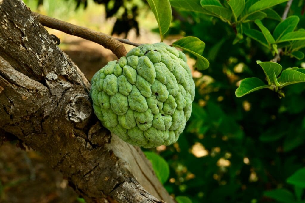 a green ball of fruit hanging from a tree branch