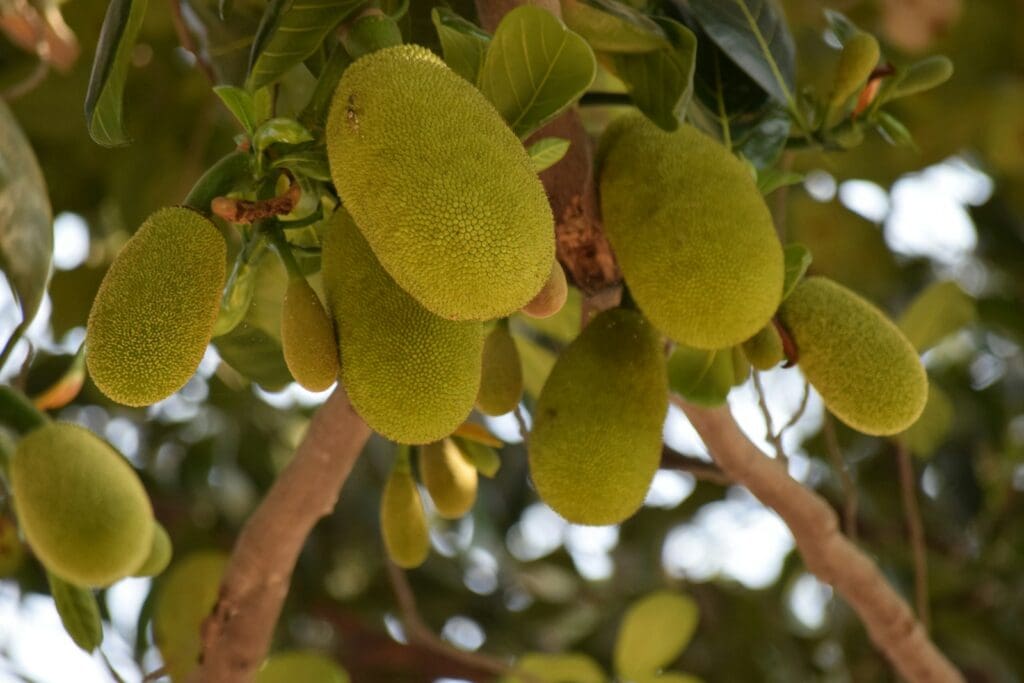 green jackfruit