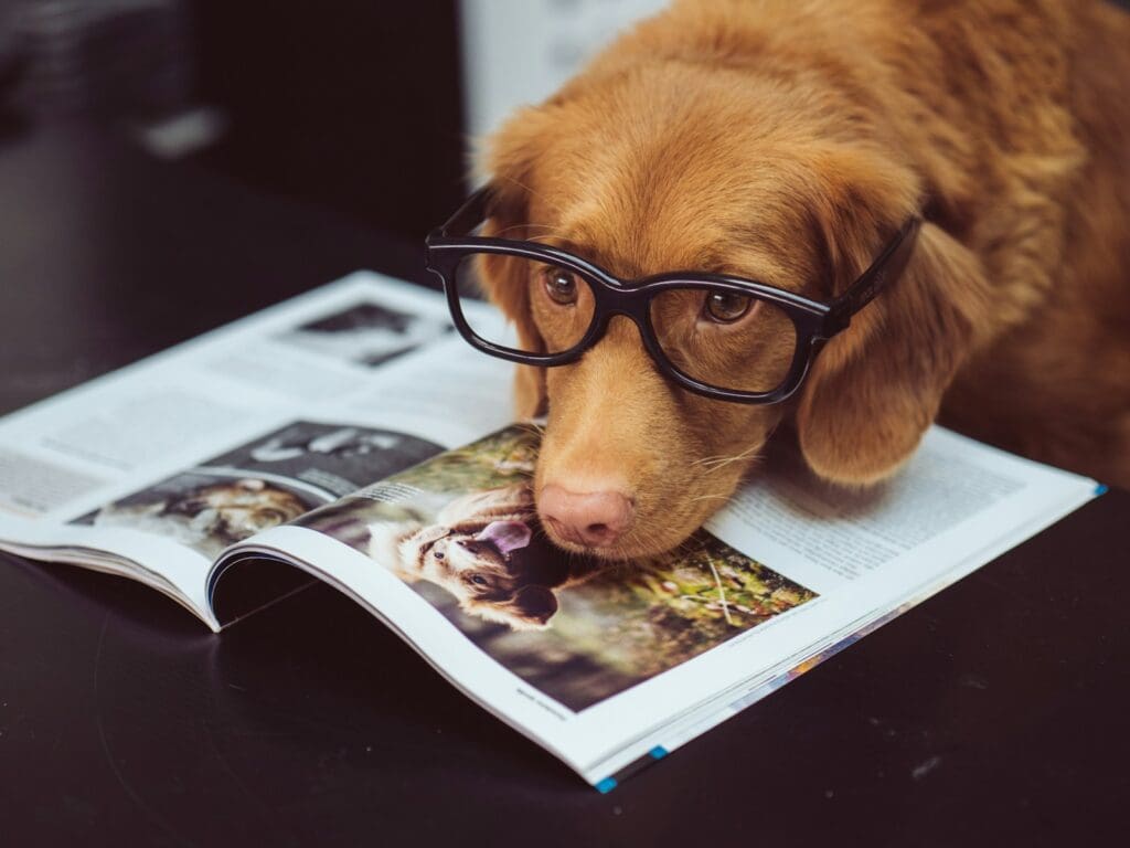 A cute dog wearing black framed eyeglasses