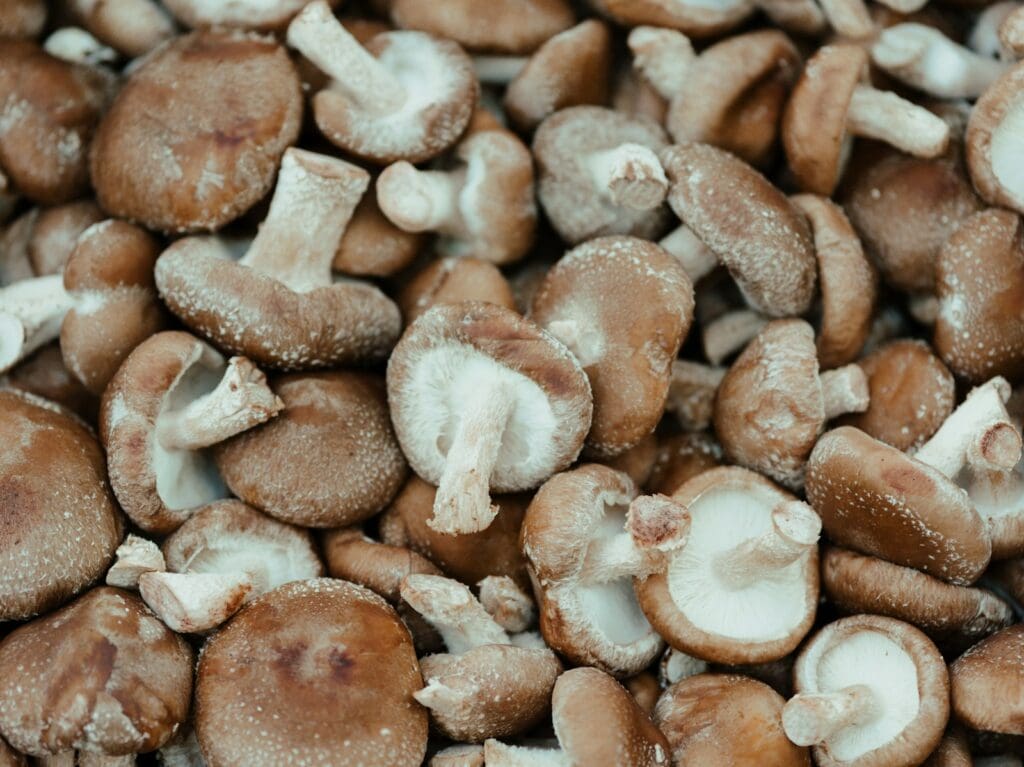 Shitake mushrooms