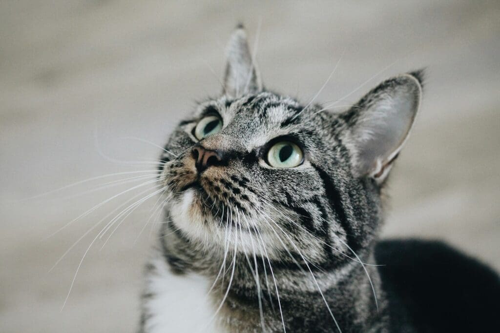 closeup photo of gray tabby cat