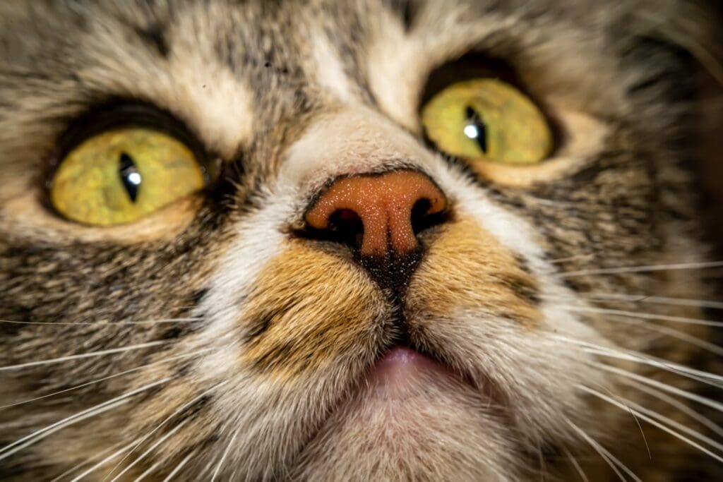 close up of a cat