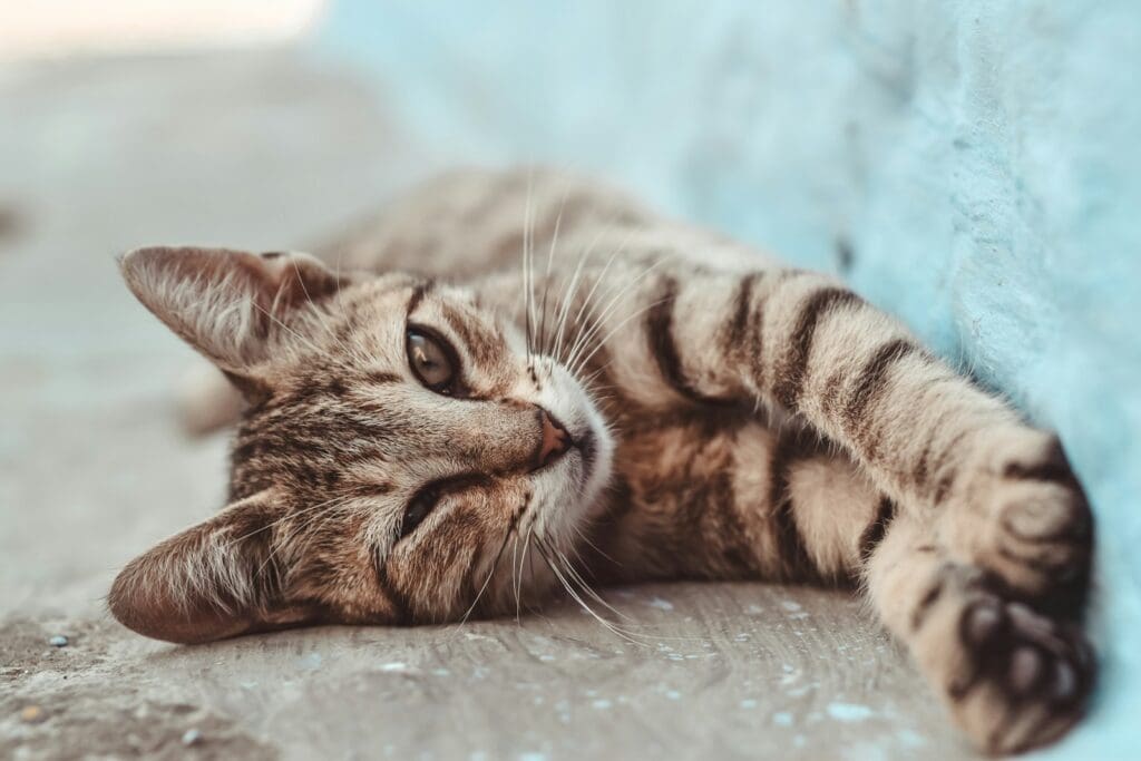 short-coated brown cat