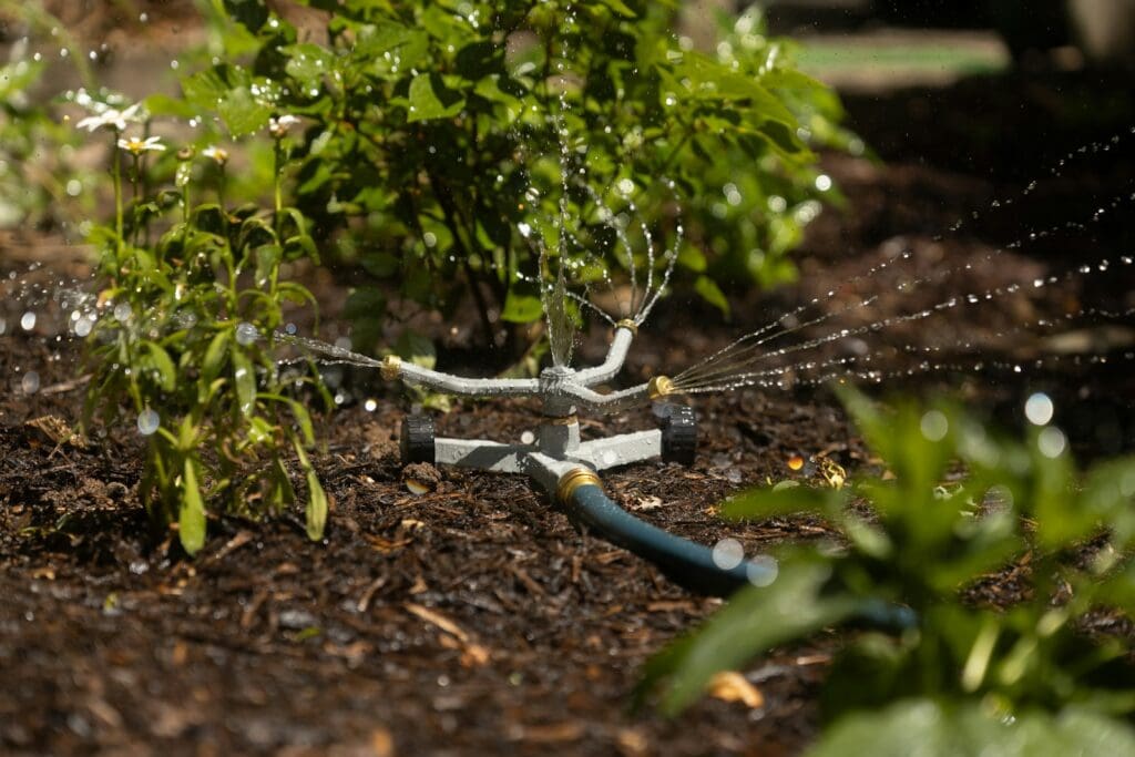 A sprinkler is spraying water on a plant