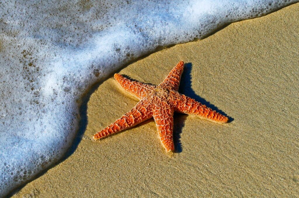 closeup photo of red star fish beside seashore