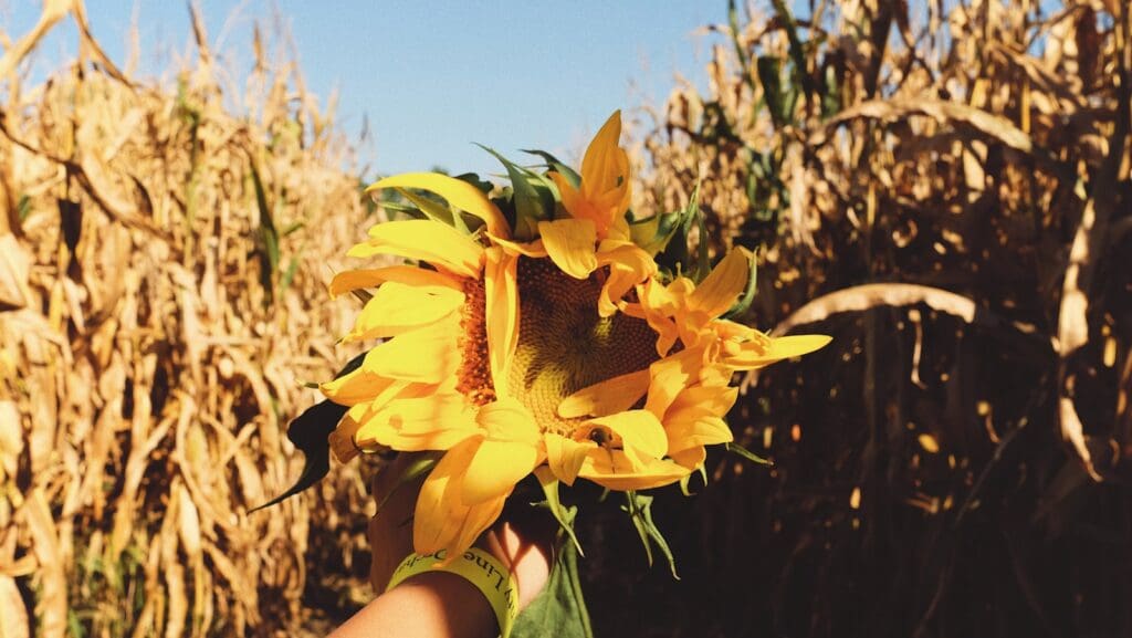 yellow flower in a maze