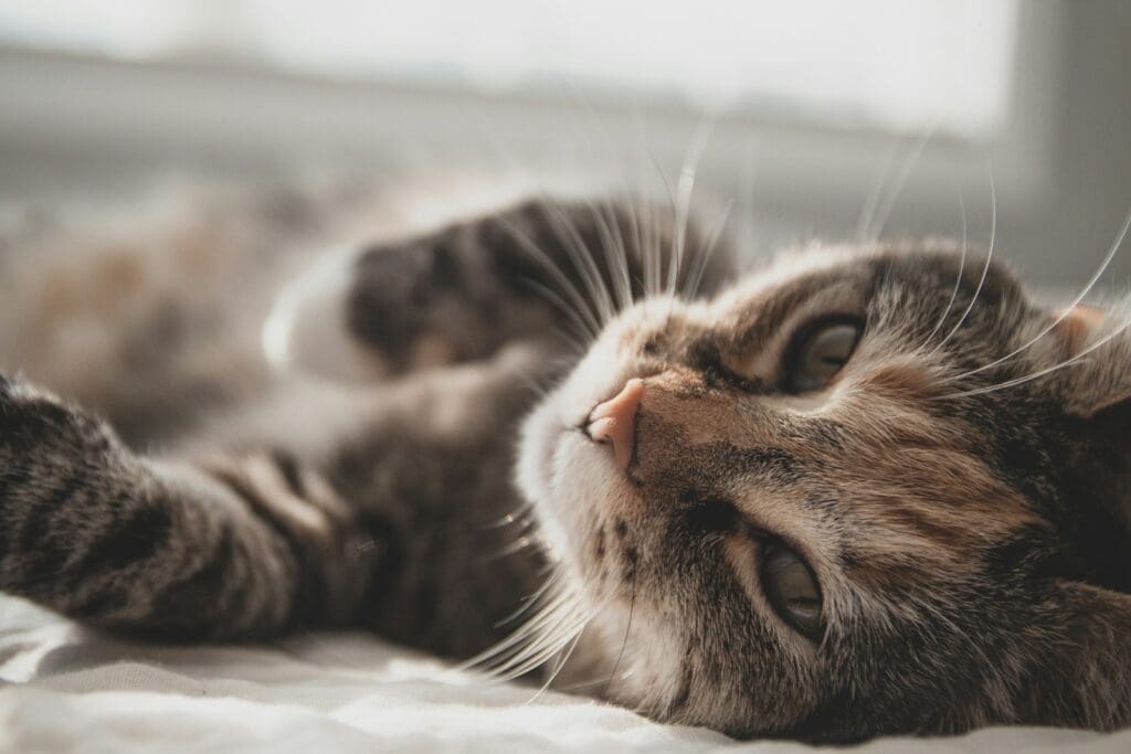 black and white tabby cat