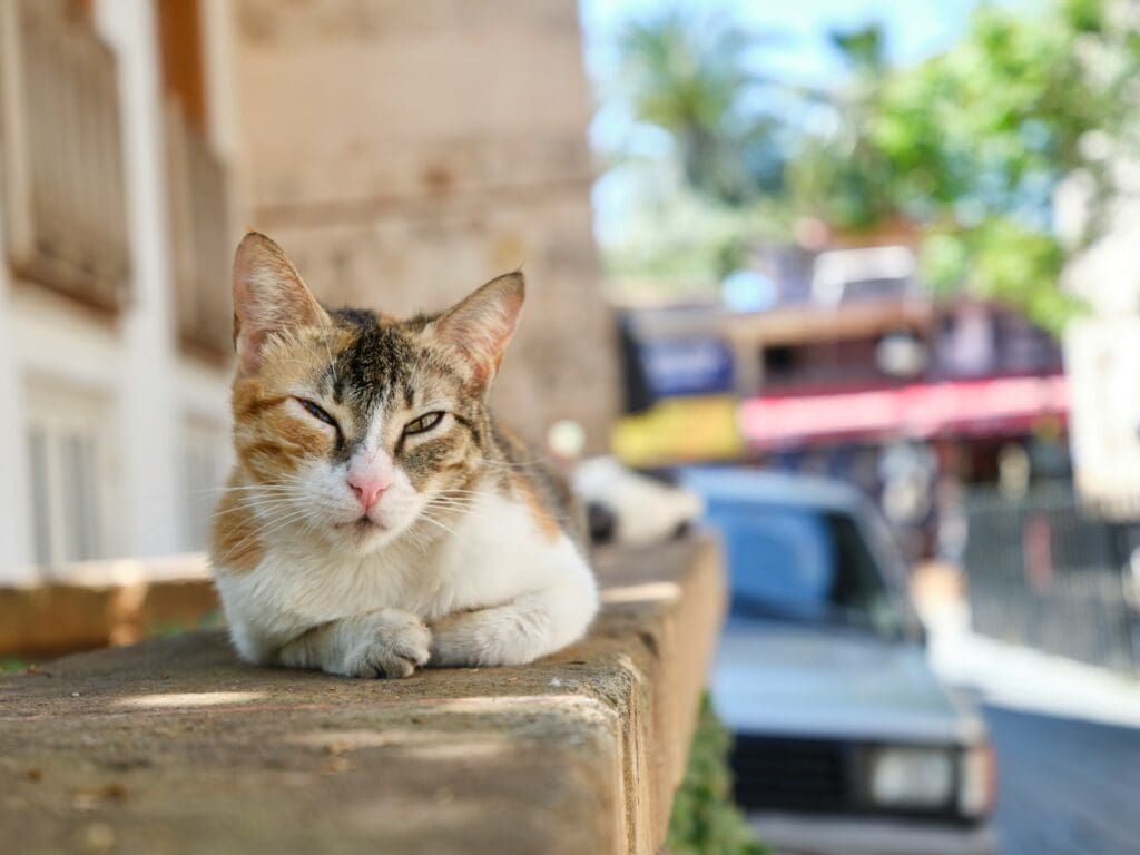 a cat sitting on a ledge