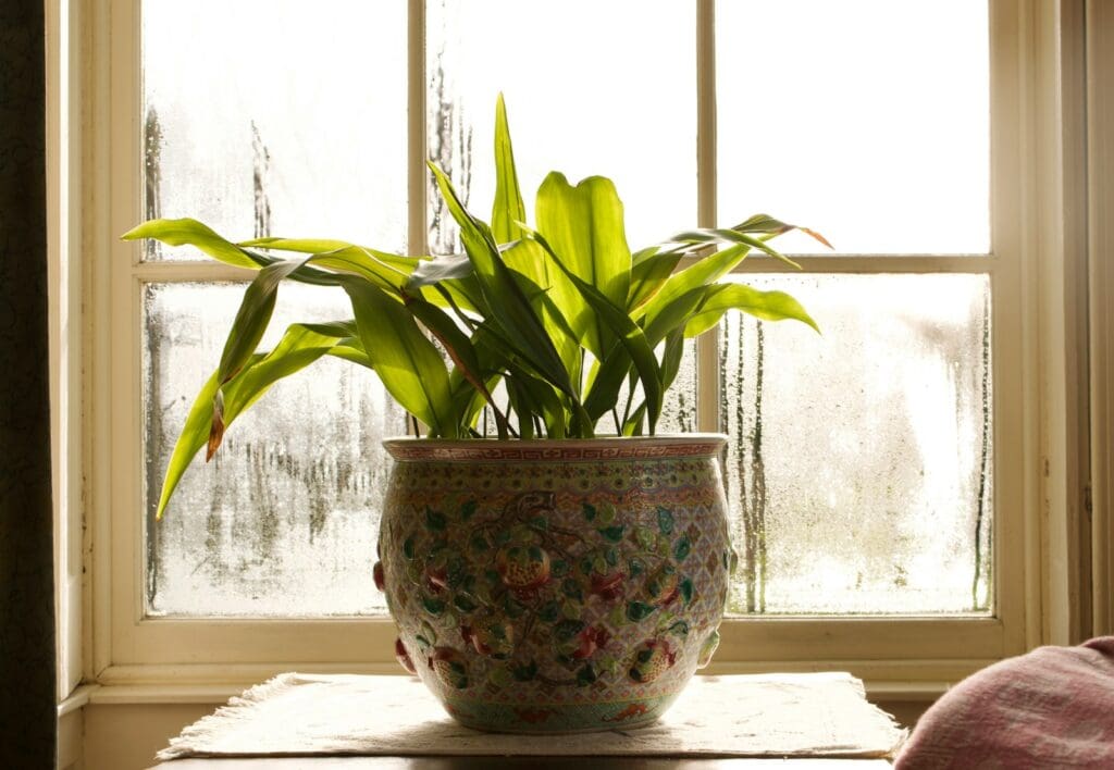 green plant on white and red floral ceramic vase