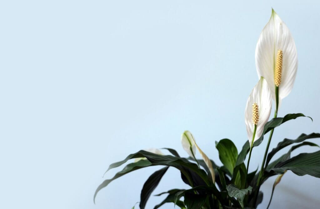 white petaled flower with green leaves