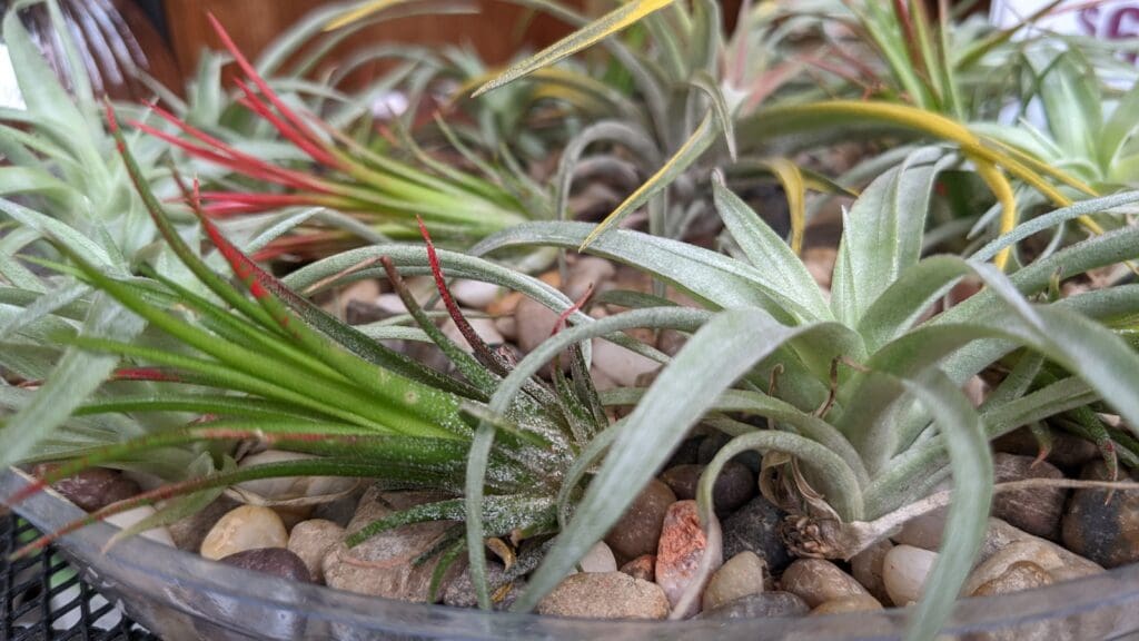 a close up of a plant in a bowl of rocks