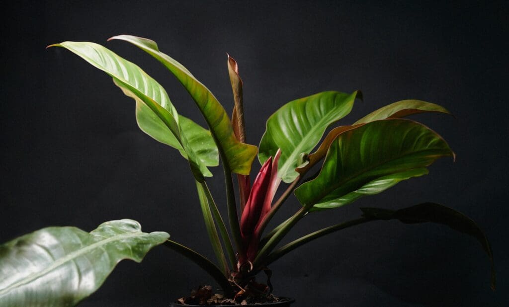 red and green plant in close up photography