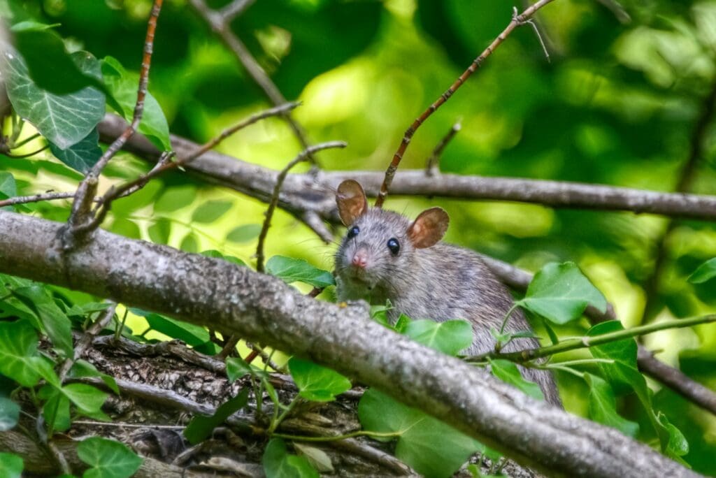 close-up photo of gray rat on branch