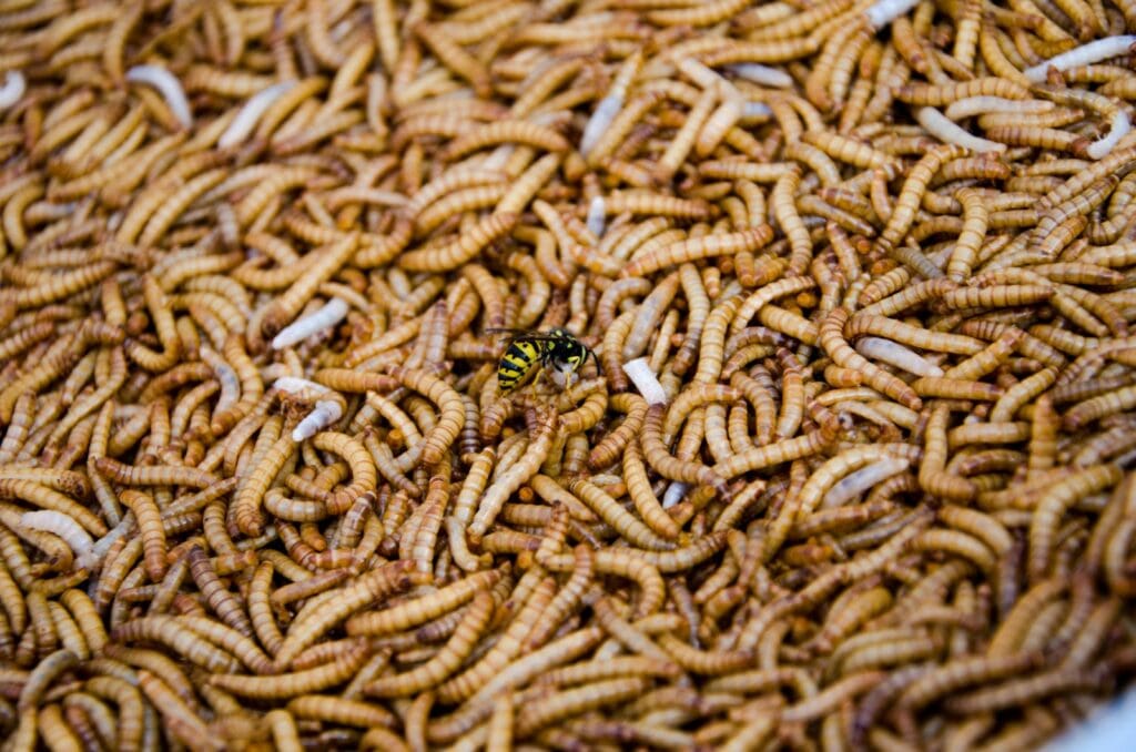 green and black insect on brown textile