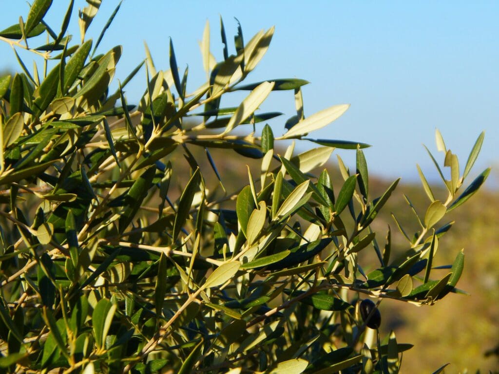 green plant under blue sky during daytime