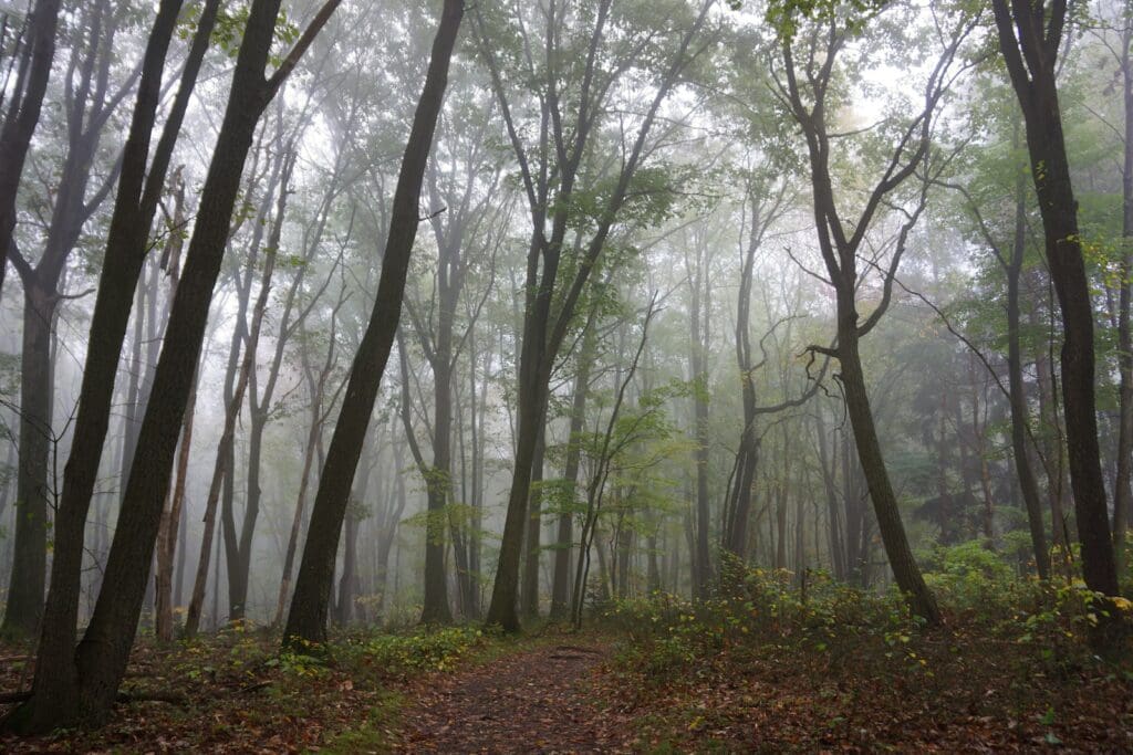 a path through a forest