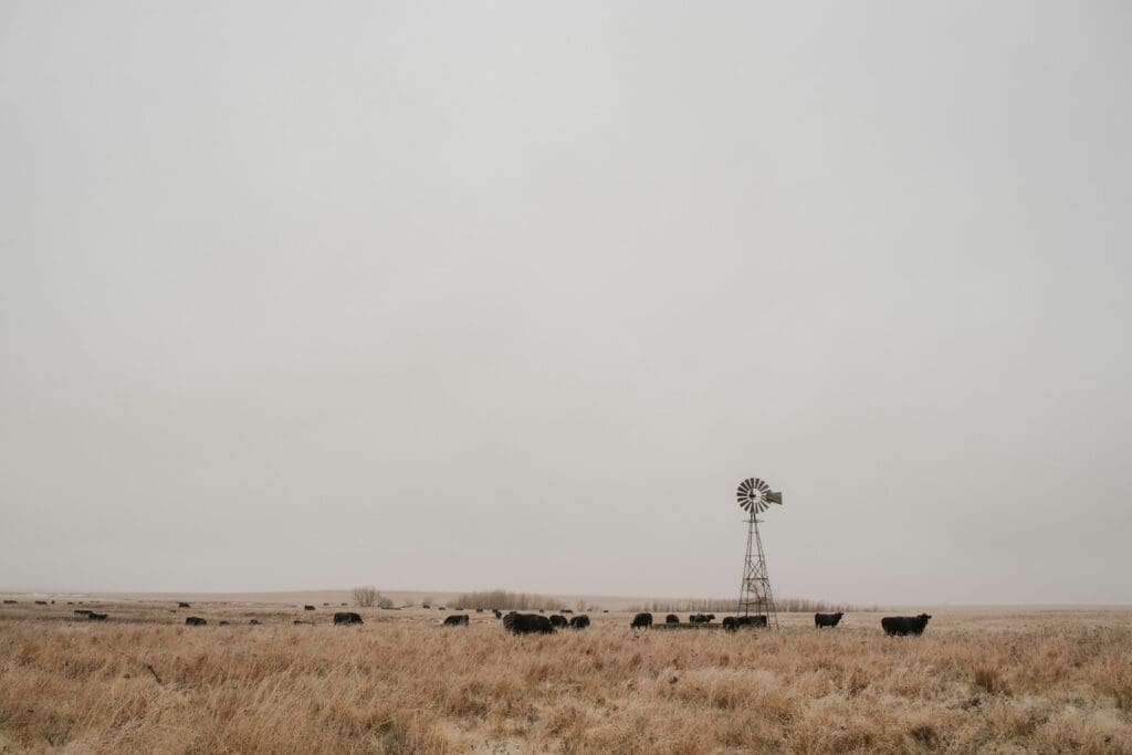 brown field under gray sky