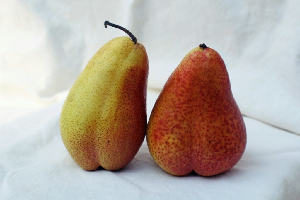 two yellow pears on white textile