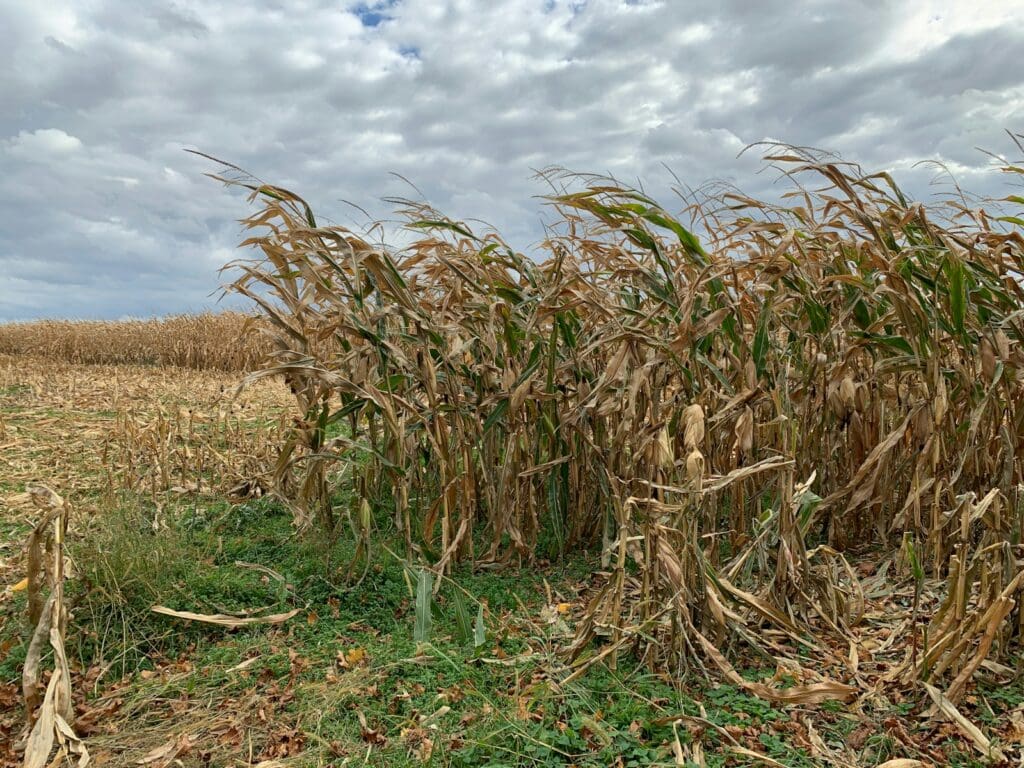 a field of corn