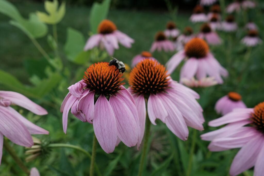 a bee on a flower