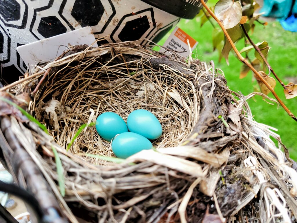 a bird nest with three blue eggs in it